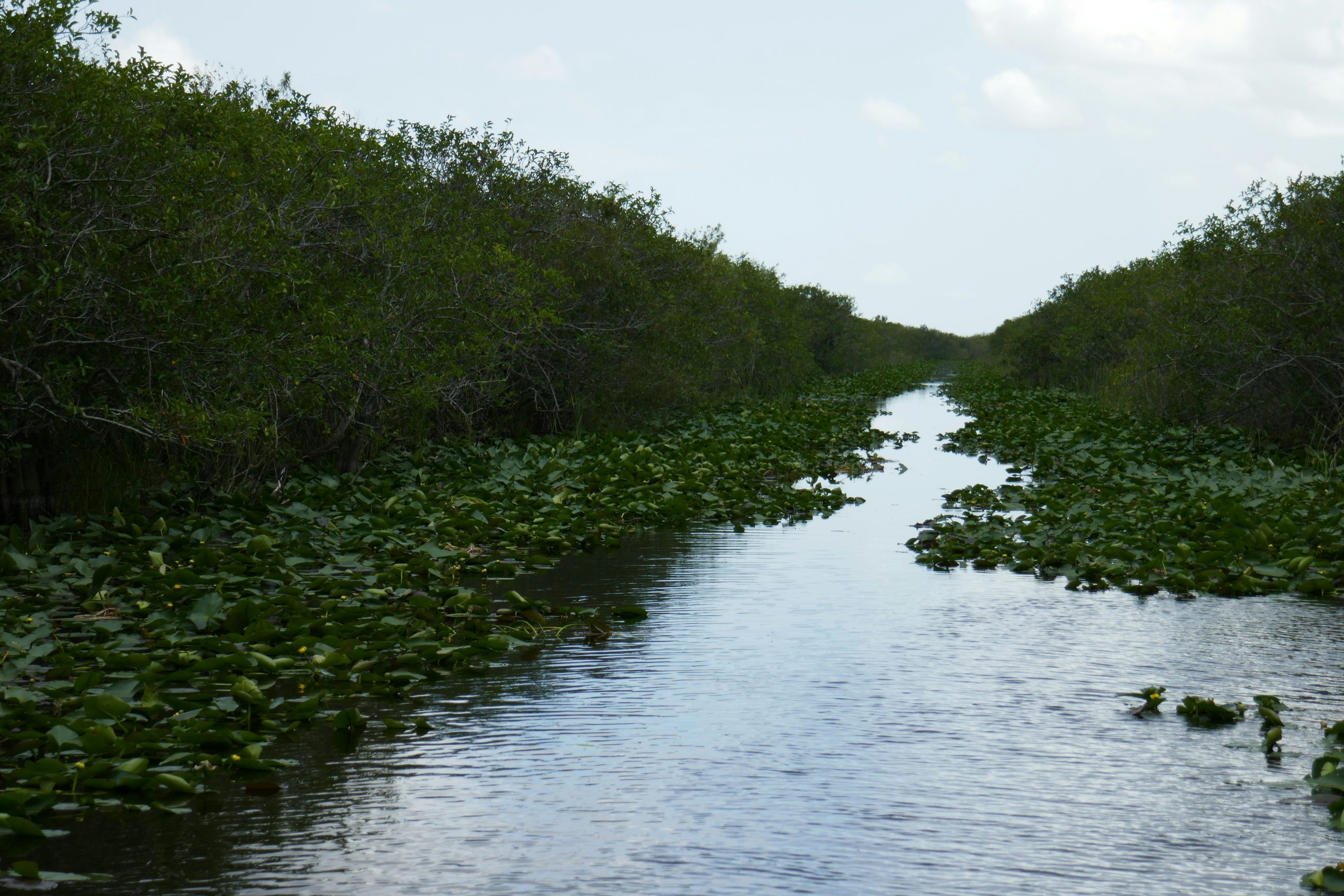 Airboat Tours