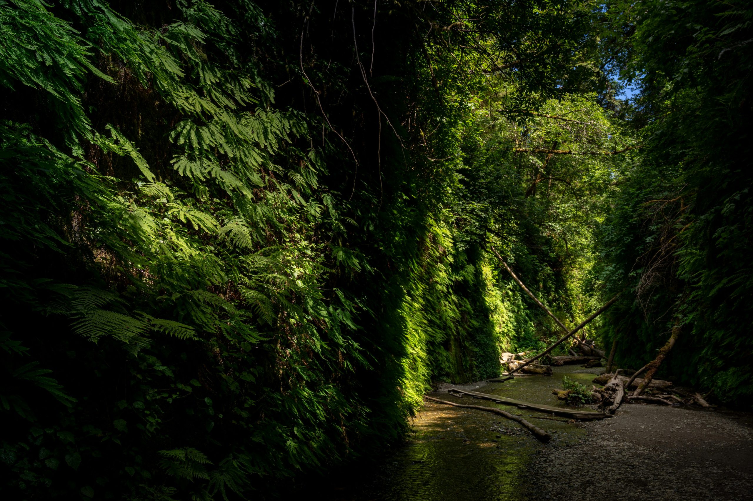 Fern Canyon, California