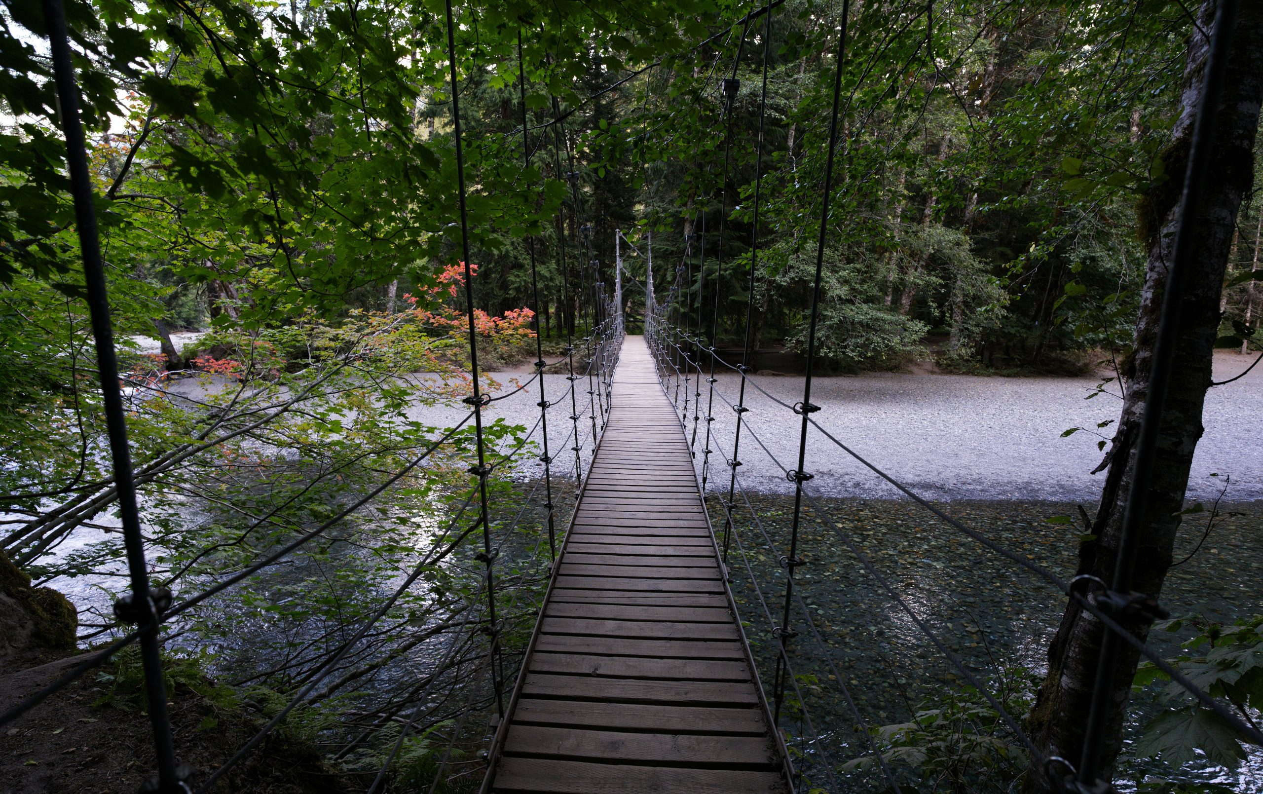 Grove of the Patriarchs