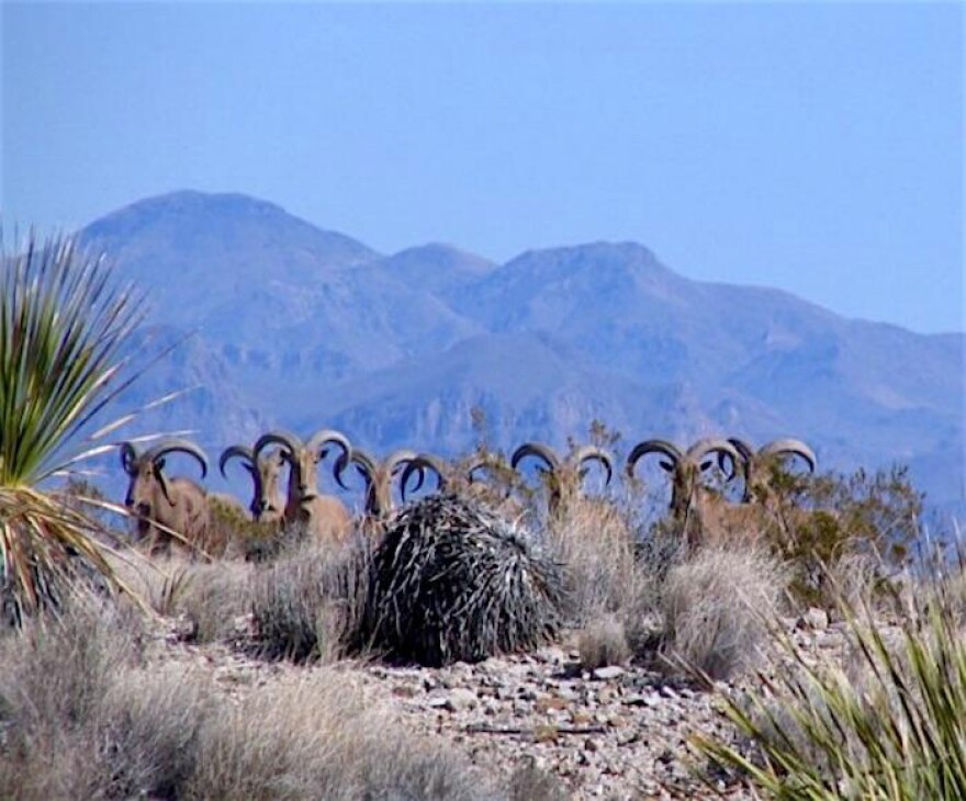 Desert Wildlife and Ecology