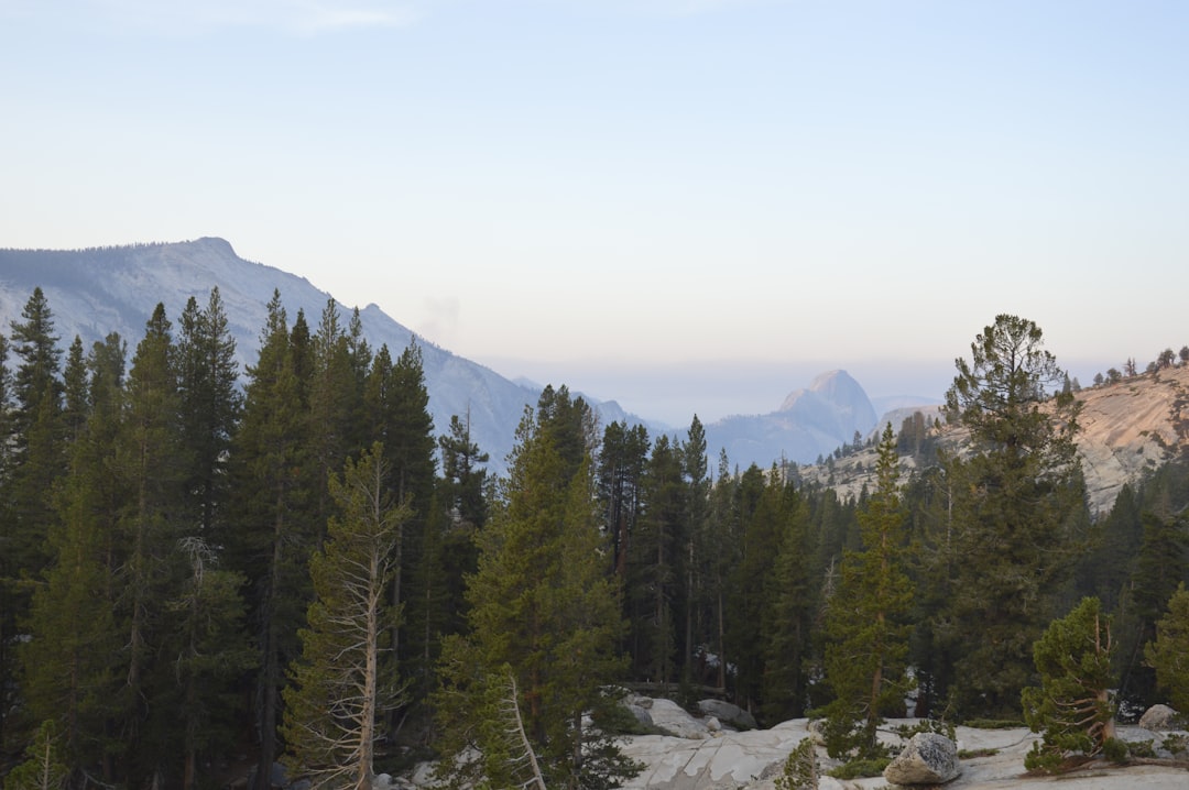 Avenue of the Giants, California