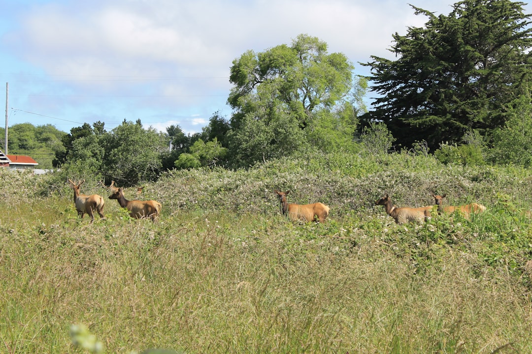 Patrick's Point State Park, California