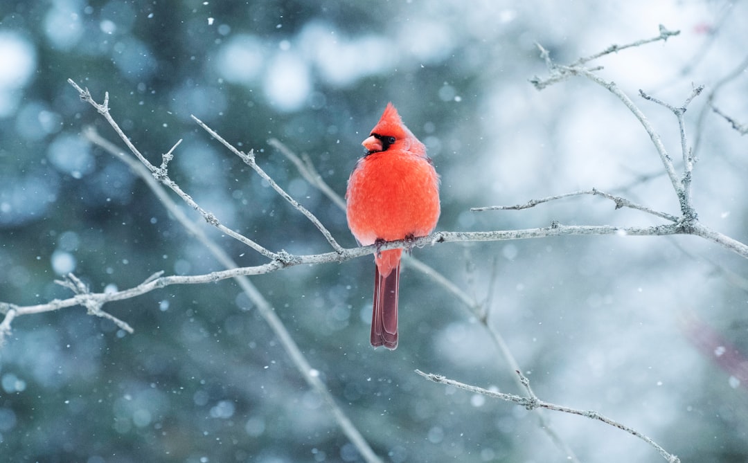 Unique Winter Ecosystem