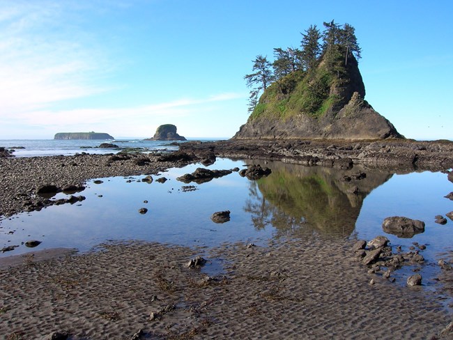 Rialto Beach and Tide Pooling