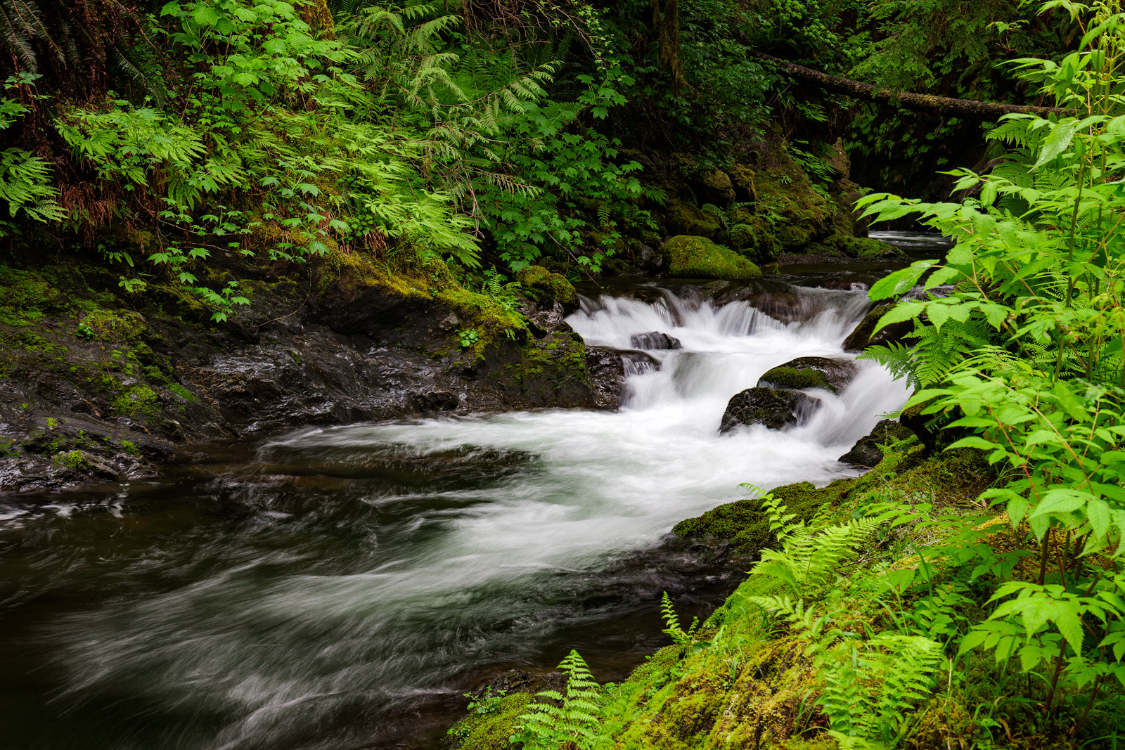 Quinault Rainforest Loop Trail
