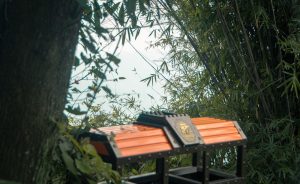 Use Natural Sound Barriers to Create Privacy Bubbles at Crowded RV Campgrounds