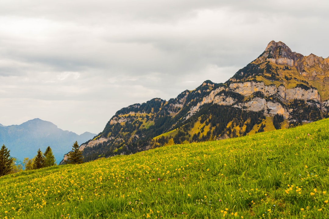 Obstruction Point Alpine Road and Meadows