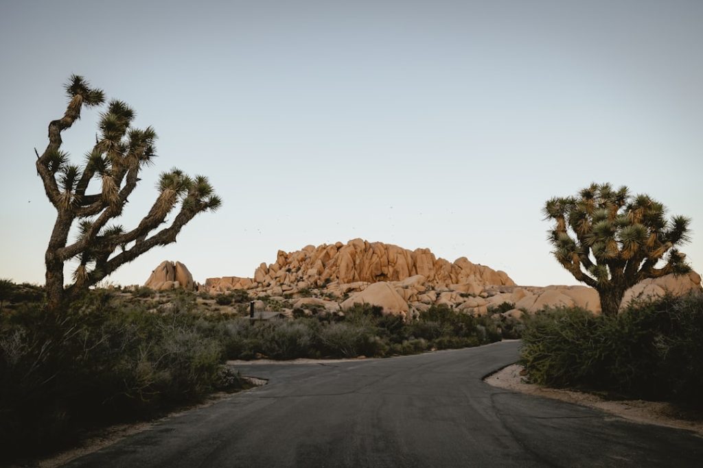 Golden sunset light illuminating distinctive Joshua Tree formations and desert landscape